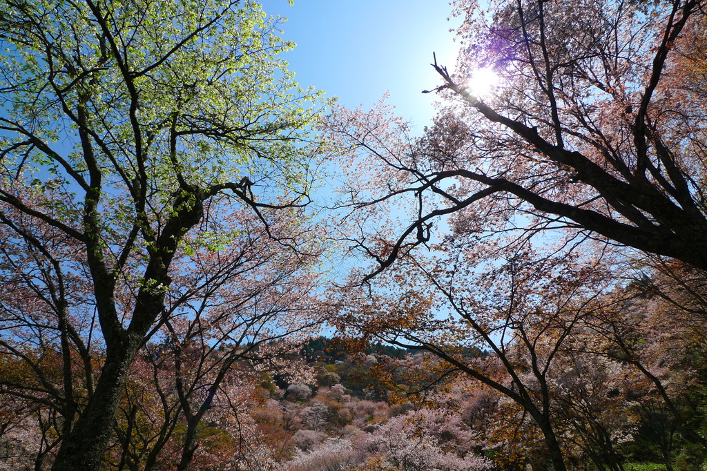 吉野山