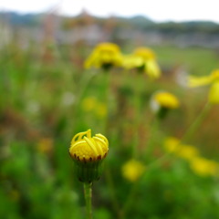 野花