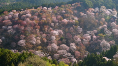 吉野山