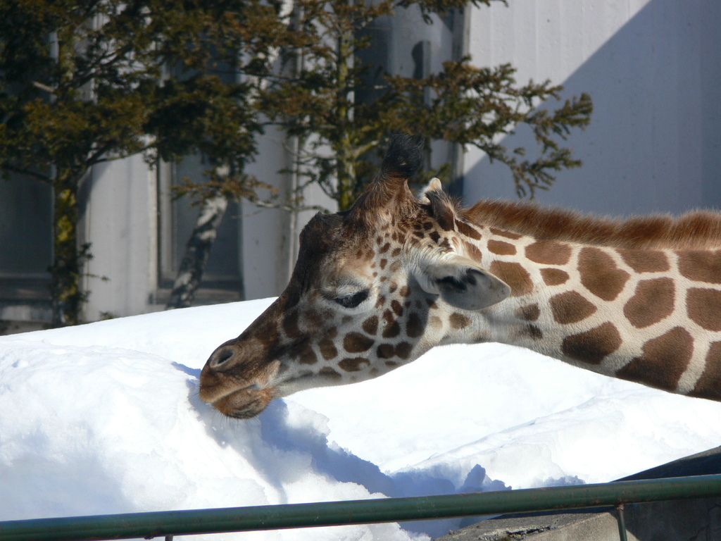zoo07