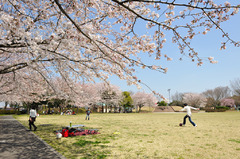 花見ランチ