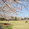 花見ランチ