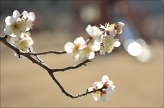 light and ume,