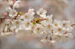 sakura.