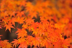 紅葉＠秋山地区