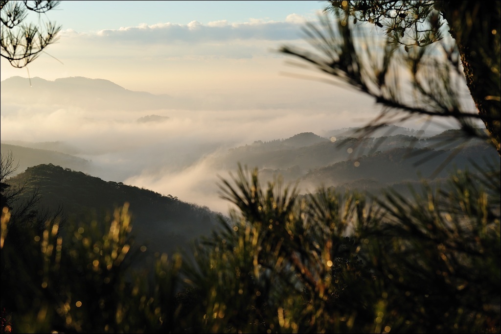 Sea of clouds and pine needle.