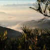 Sea of clouds and pine needle.