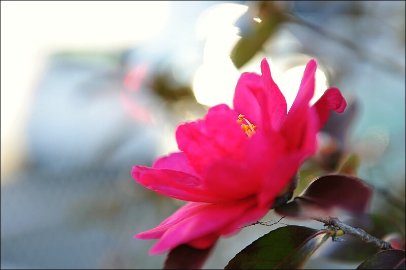 A Camellia,