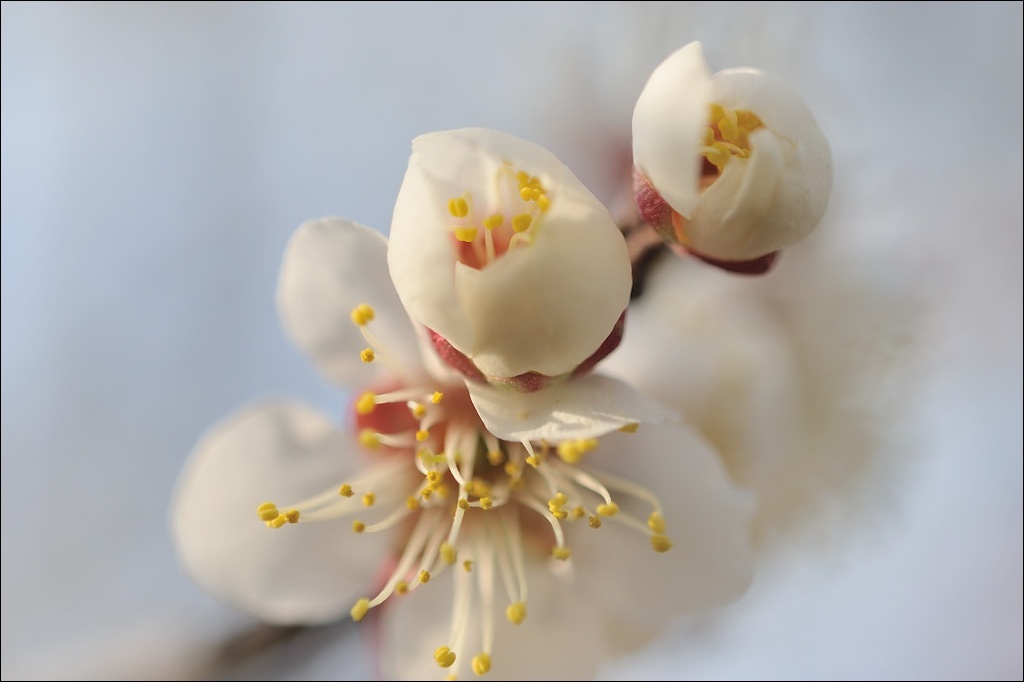 ume blossom