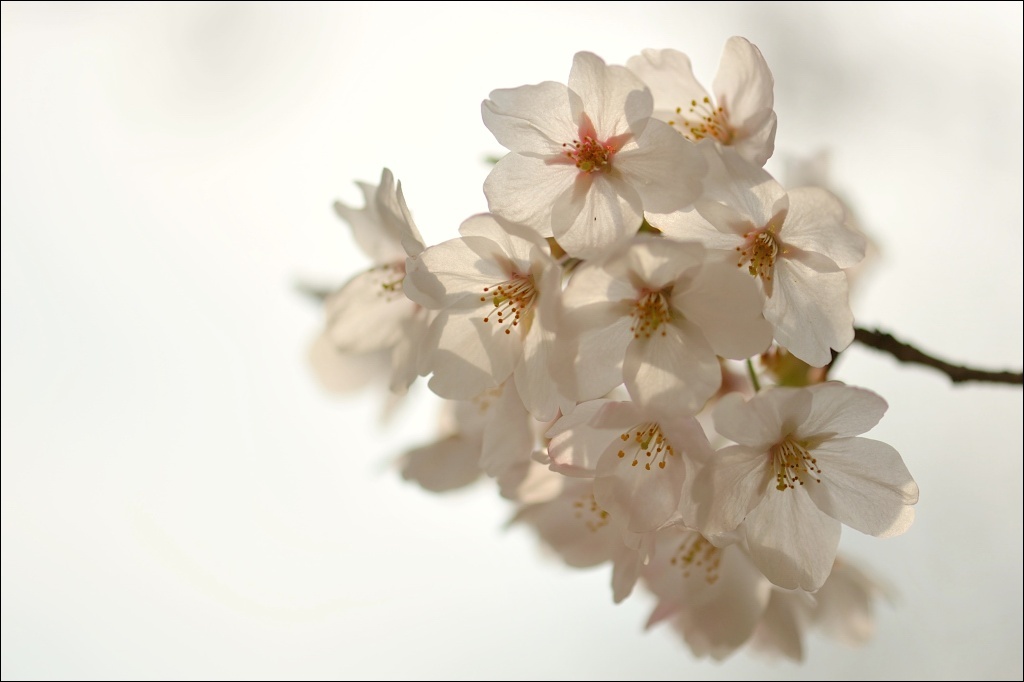 transparent sakura.