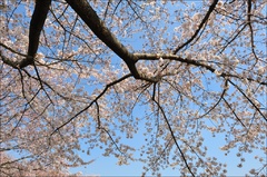 桜は下を向いて咲く優しい花