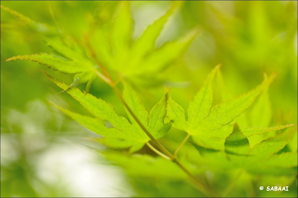 fresh verdure.