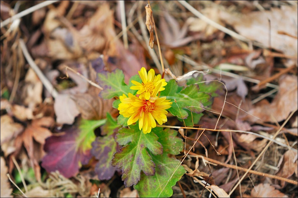 冬の野に咲く花