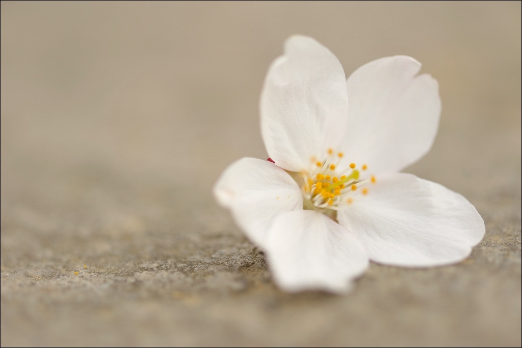 落ちても「桜」