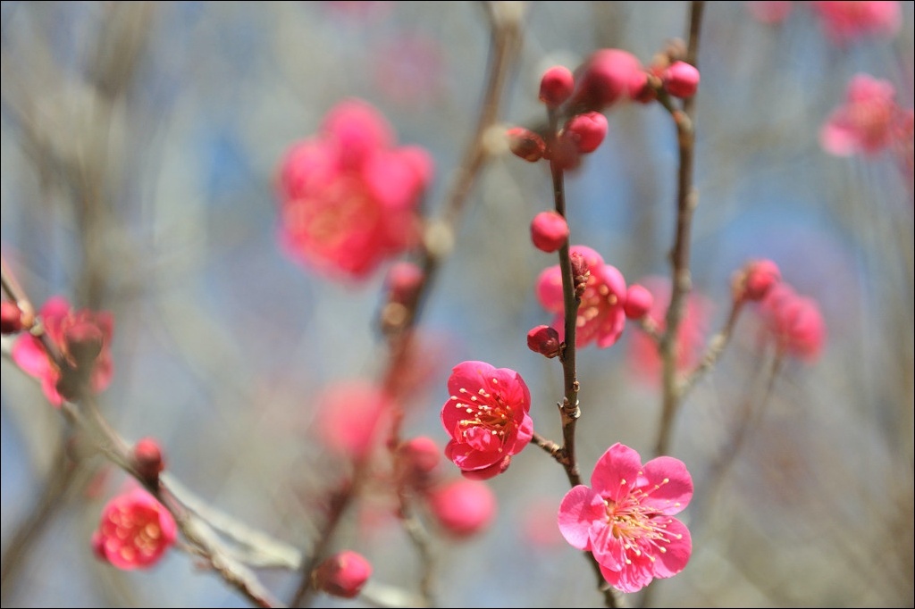 ume