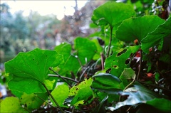 green leaves.