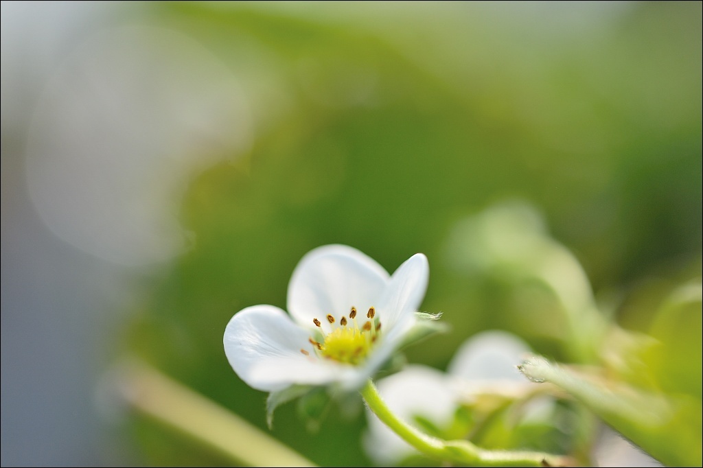 とちおとめの花