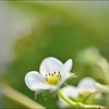 とちおとめの花