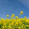 blue and yellow.
