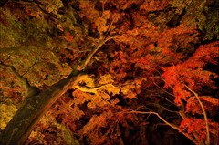紅葉＠夜の大平山
