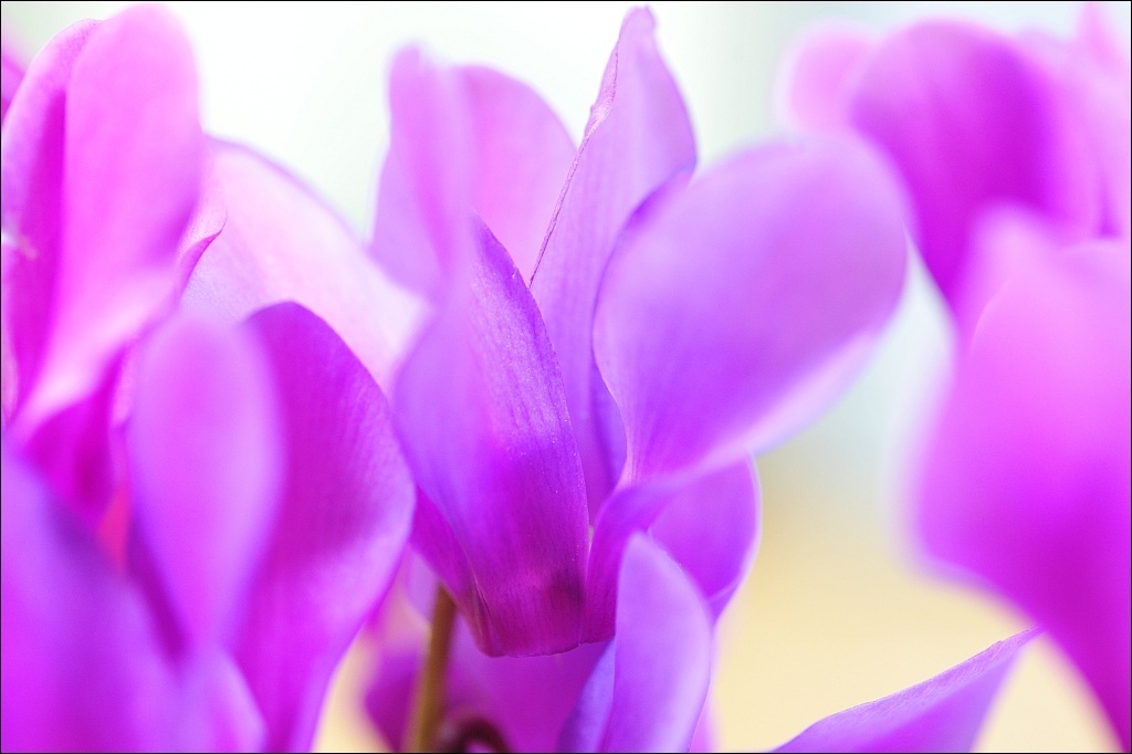 Cyclamen,