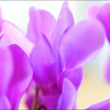 Cyclamen,