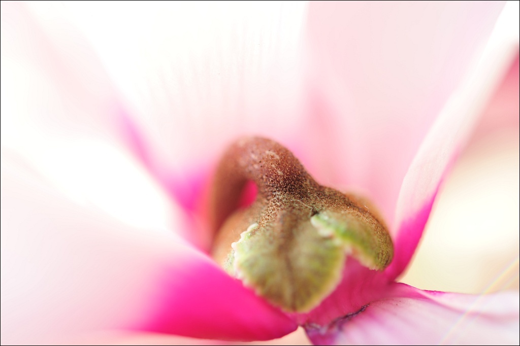 Cyclamen,