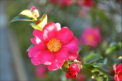 A Camellia,