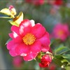 A Camellia,