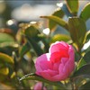 A Camellia,