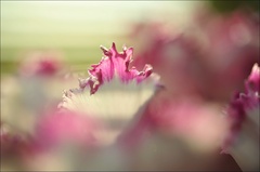 Cyclamen,