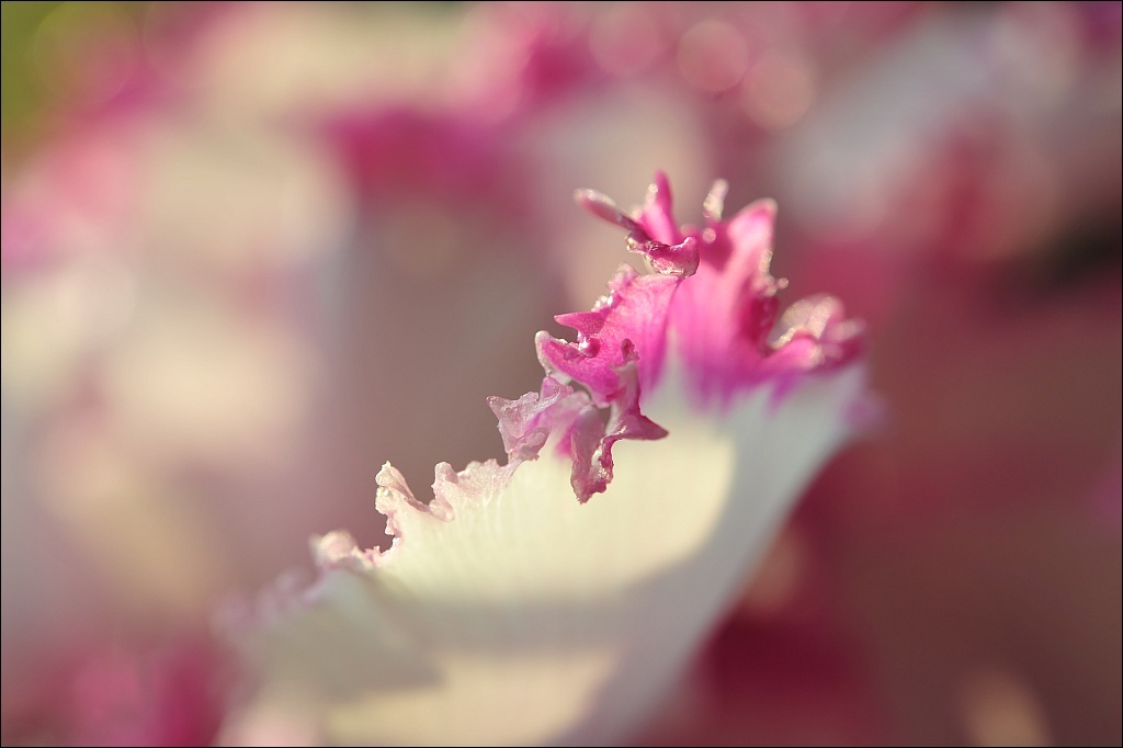 Cyclamen,