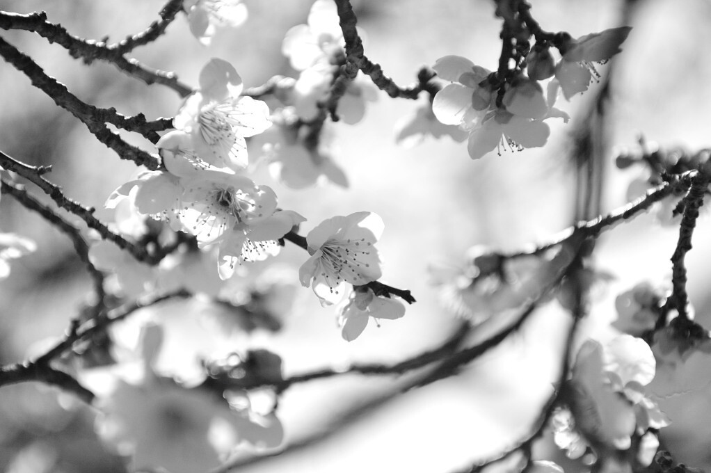 mono ume,