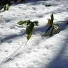 bamboo grass on snow.