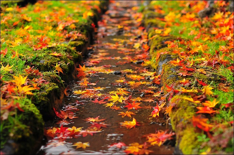 紅葉＠秋山地区