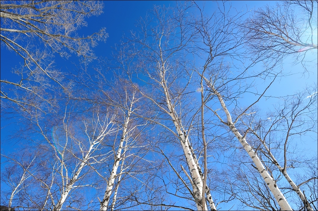 white birch and sky.