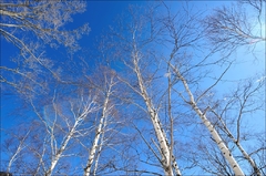 white birch and sky.