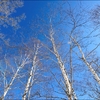 white birch and sky.