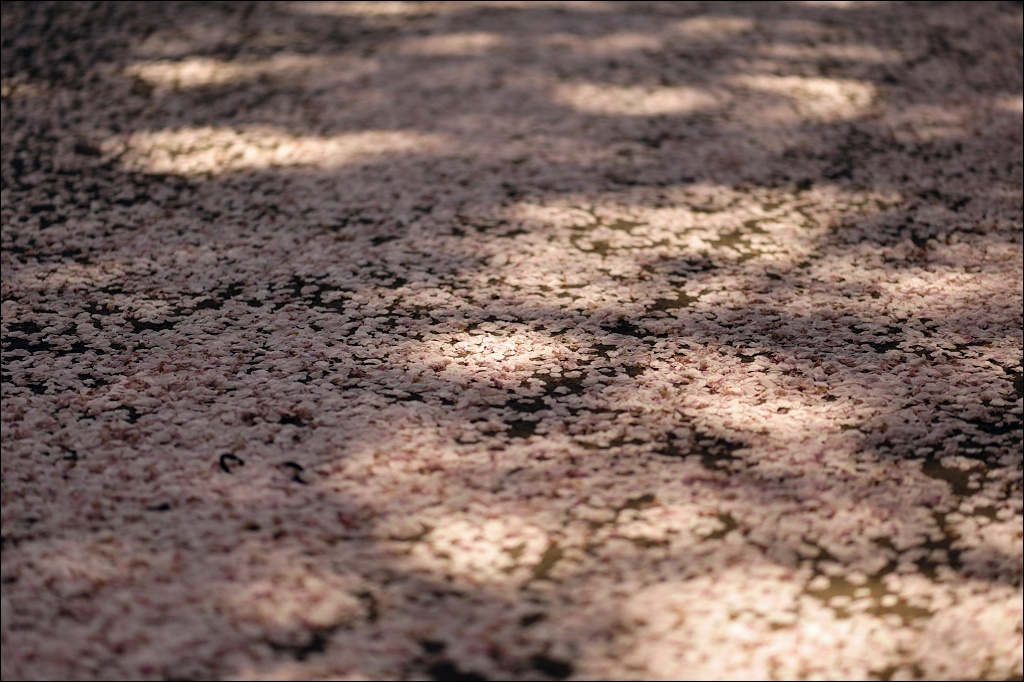 桜の絨毯
