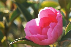 A Camellia,