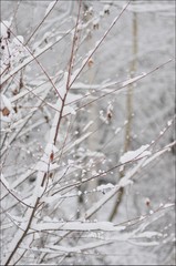 雪景色