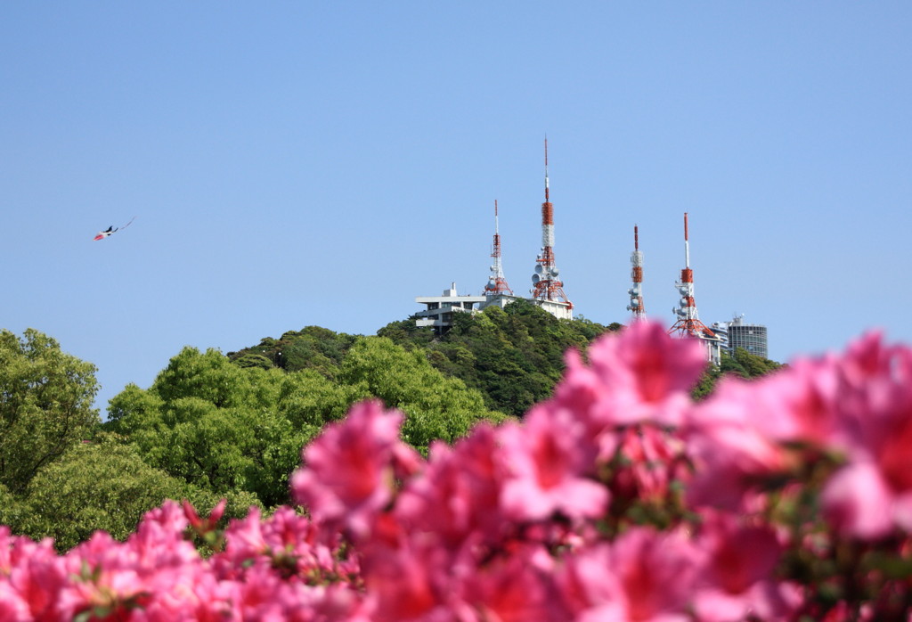 稲佐山つつじ祭り3
