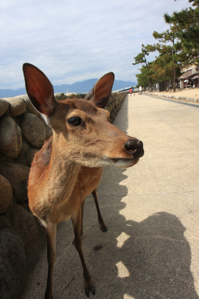 miyajima