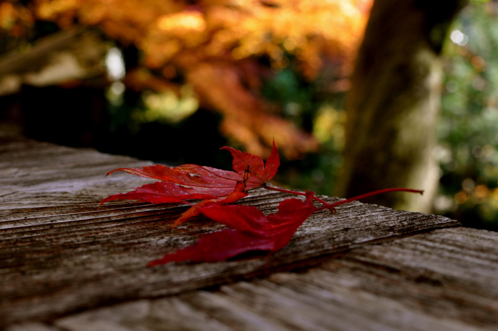 fallen leaves