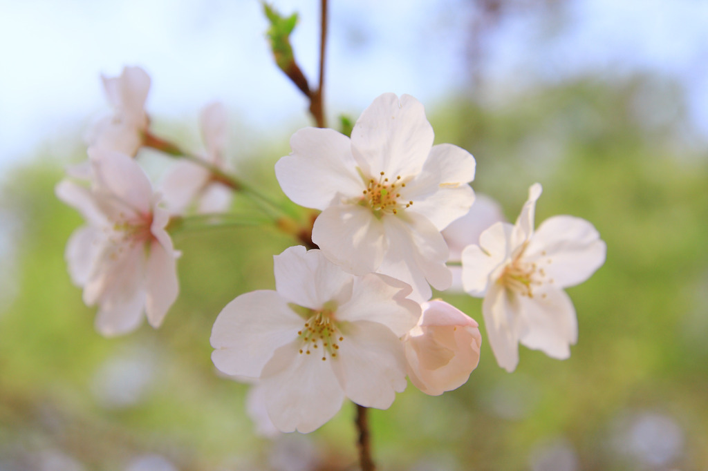 桜