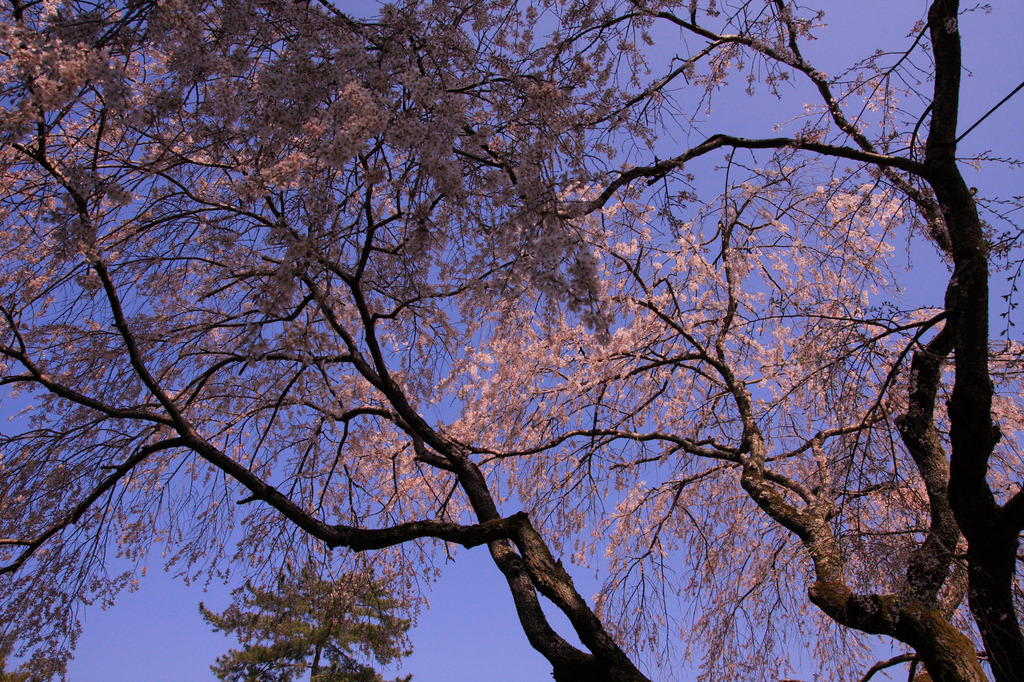桜