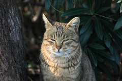 鋭い目つきの猫