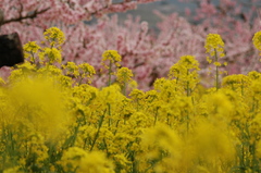 菜の花ともも