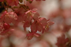 河津桜