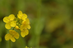 菜の花